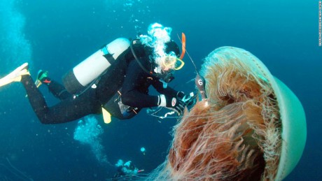 Medúzy vracející se k pobřeží